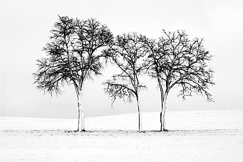 Wyróżnienie „Drzewa na brzegu zbiornika retencyjnego” Jarosław Derda 