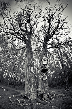 I miejsce „Leśna kapliczka - okolice Wyszyny” Andrzej Radecki 